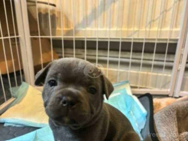 Staffie Puppies for sale