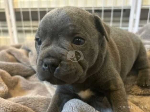 6 Blue Kc reg staffy puppies for sale in St Albans, Hertfordshire - Image 5