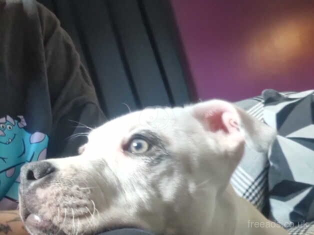 6 month male staffordshire bull terrier for sale in Glasgow, Glasgow City