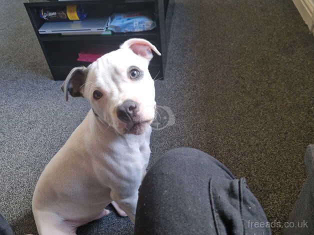 6 month male staffordshire bull terrier for sale in Glasgow, Glasgow City - Image 5