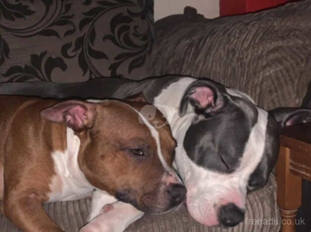 6 month old pups for sale in Cullompton, Devon - Image 3