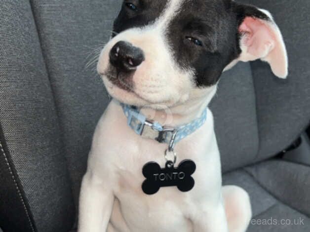 6 month old staffy pup for sale in Omagh, Omagh