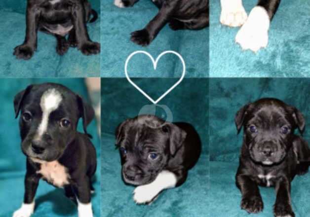 Staffie Puppies For Sale Under £1,000