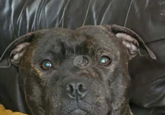 6 Staffordshire bull terrier puppies for sale in Barnsley, South Yorkshire - Image 2