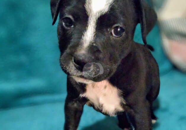 6 Staffordshire bull terrier puppies for sale in Barnsley, South Yorkshire - Image 4