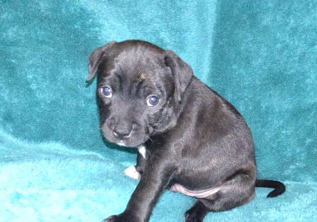 6 Staffordshire bull terrier puppies for sale in Barnsley, South Yorkshire - Image 5