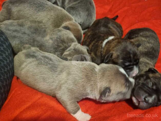 6 staffy pups for sale in Middlesbrough, North Yorkshire - Image 1