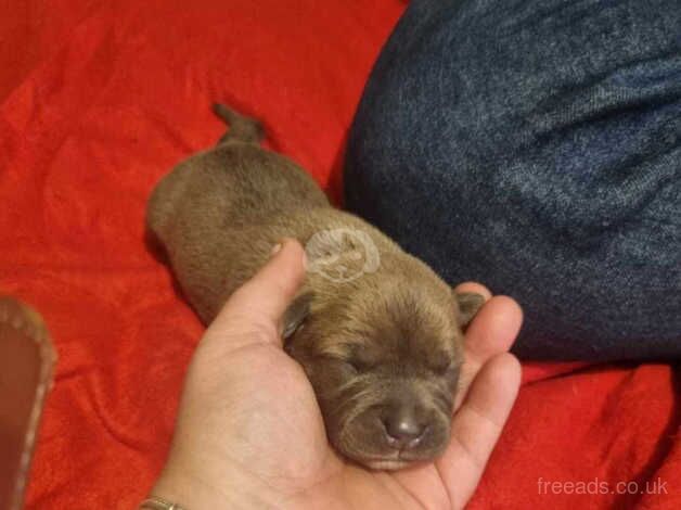 6 staffy pups for sale in Middlesbrough, North Yorkshire - Image 2