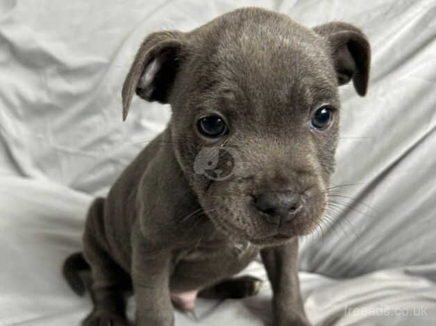 7 stunning blue Staffordshire bull terriers for sale in Walsall, West Midlands