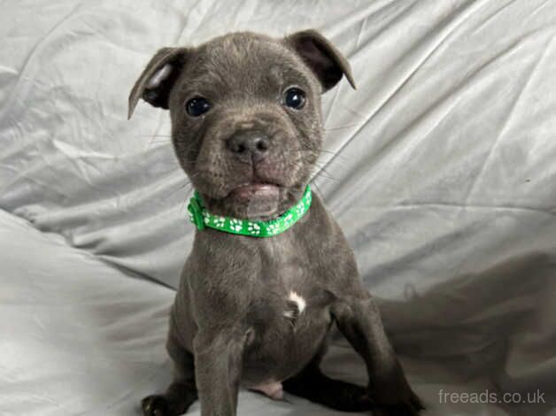 7 stunning blue Staffordshire bull terriers for sale in Walsall, West Midlands - Image 2