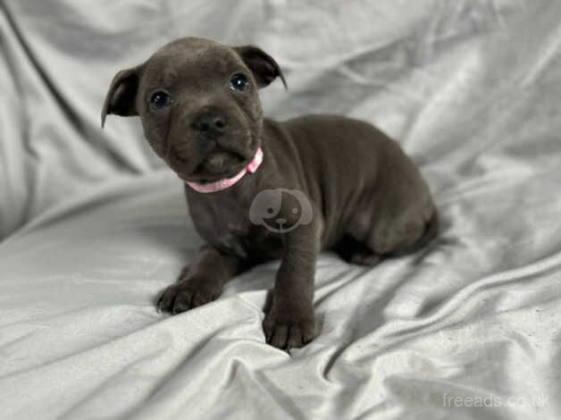 7 stunning blue Staffordshire bull terriers for sale in Walsall, West Midlands - Image 3