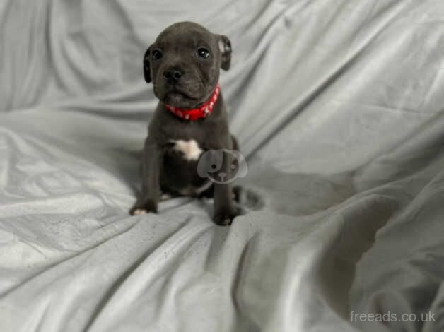 7 stunning blue Staffordshire bull terriers for sale in Walsall, West Midlands - Image 4