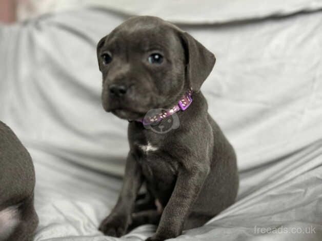 7 stunning blue Staffordshire bull terriers for sale in Walsall, West Midlands - Image 5