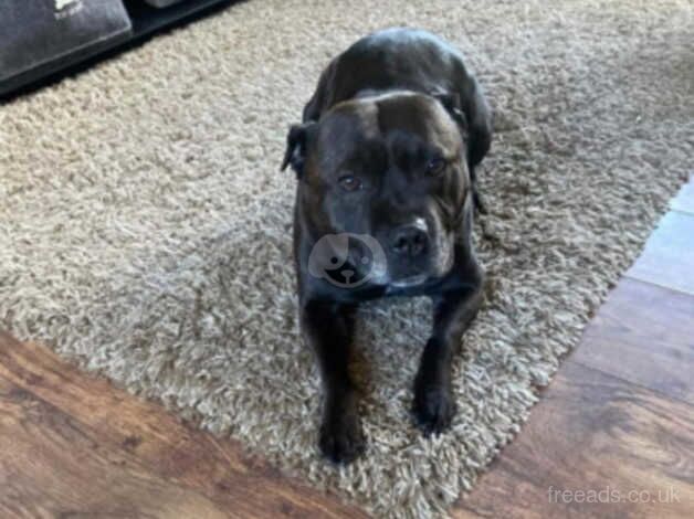 7 year old staff male for sale in Bridgend, Ceredigion - Image 3