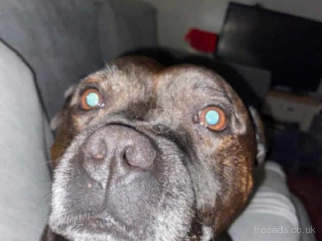 7 year old Staffordshire bull terrier for sale in Bridgend, Bridgend - Image 1