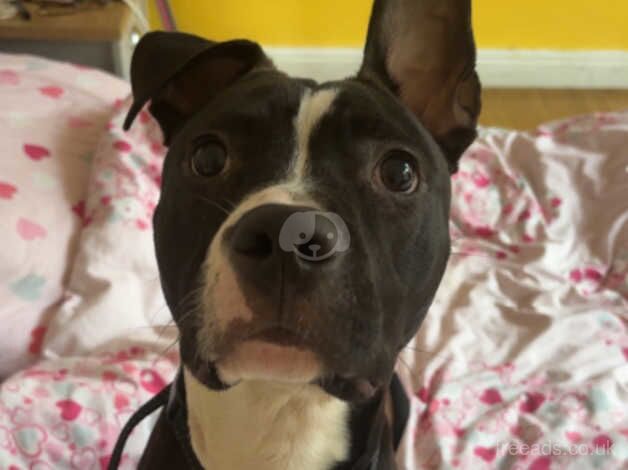 8 month old staffy for sale in Liverpool, Merseyside