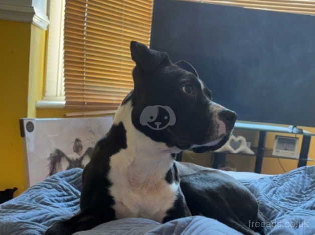 8 month old staffy for sale in Liverpool, Merseyside - Image 4