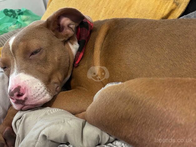 8 months old for sale in Portsmouth, Hampshire - Image 1