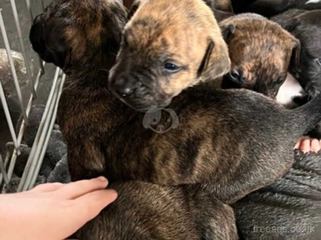 8 STAFFORDSHIRE BULL TERRIER X PUPPIES for sale in Cambridge, Scottish Borders