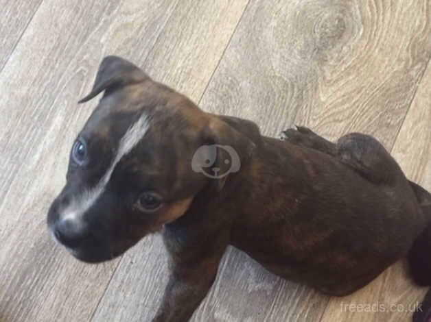 8 week old male staffy for sale in Goole, East Riding of Yorkshire