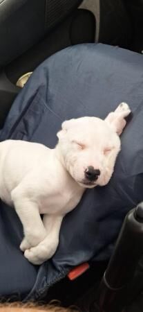 8 week old saint Barnardx staff pups for sale in Tredegar, Blaenau Gwent - Image 2