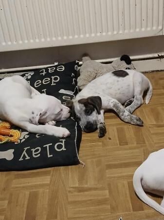 Staffie Puppies for sale