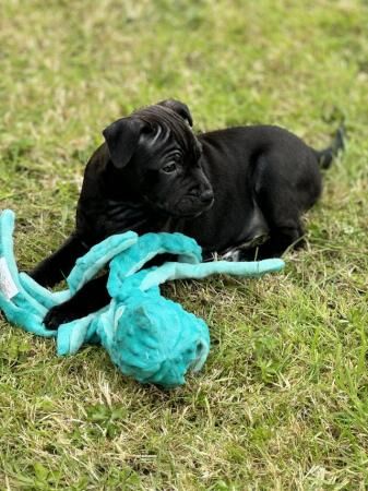 8 weeks old bitch Staffordshire bull terrier for sale in Ebbw Vale/Glyn Ebwy, Blaenau Gwent