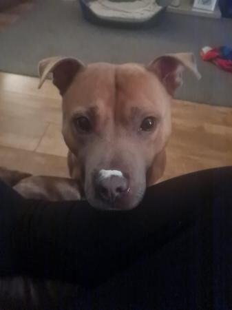 8 year old Staffordshire Bull (Irish Blue) for sale in Widnes, Cheshire - Image 4