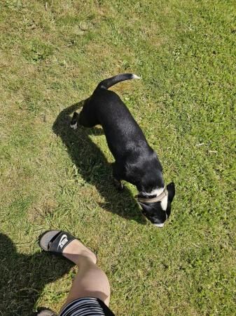 9 months old Border collie x staffy for sale in Yeovil, Somerset - Image 1