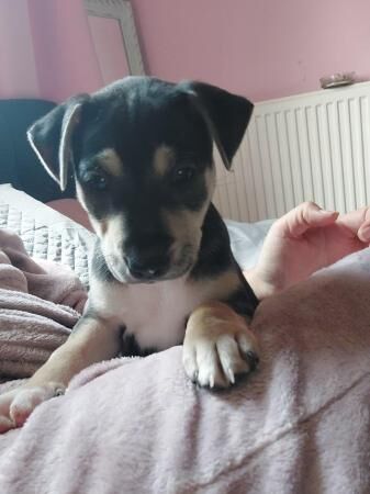 9 week old. 1 female left! Staff x for sale in Portsmouth, Hampshire