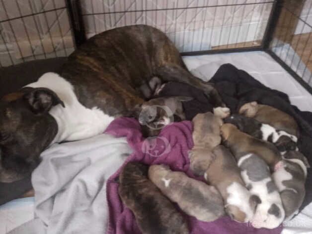 9 week old staff for sale in basildon essex for sale in Basildon, Essex - Image 1