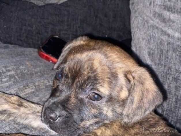 9 week old staff for sale in basildon essex for sale in Basildon, Essex - Image 2