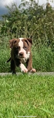 9 weeks old looking for my forever home for sale in Skegness, Lincolnshire