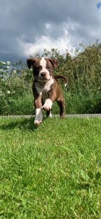 9 weeks old looking for my forever home for sale in Skegness, Lincolnshire - Image 3