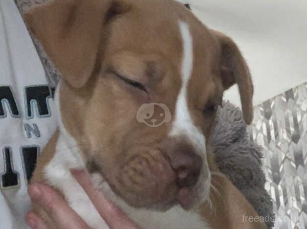 9 weeks old staff cross for sale in Newton-Le-Willows, Merseyside - Image 4