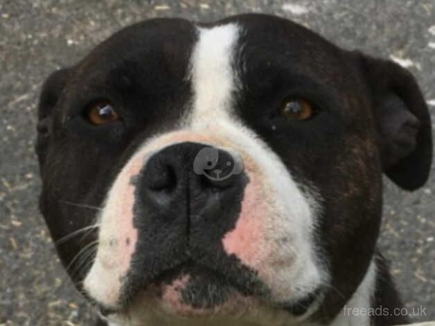 9 year old staffy for sale in Belfast - Image 1