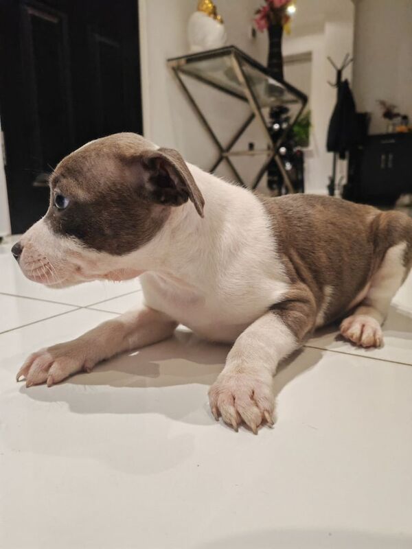 Adorable Pedigree Staffordshire Terrier puppies!! for sale in Watford, Hertfordshire