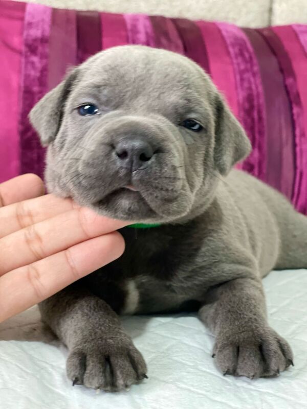 Adorable staff puppies for sale in Birmingham, West Midlands - Image 3