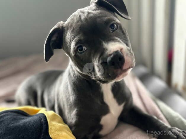 Adorable Staffordshire Bull Terrier Pupies for sale in Wolverhampton, West Midlands - Image 1