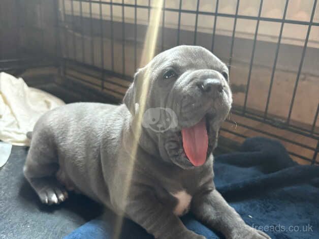 Adorable Staffordshire Bull Terrier Pupies for sale in Wolverhampton, West Midlands - Image 3