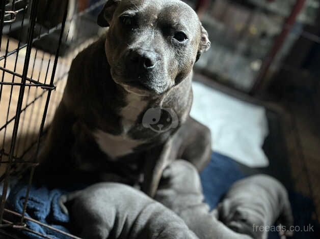 Adorable Staffordshire Bull Terrier Pupies for sale in Wolverhampton, West Midlands - Image 4