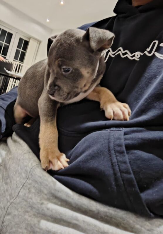 ♥️ Adorable Staffordshire Terrier Pups ♥️ for sale in Watford, Hertfordshire - Image 3