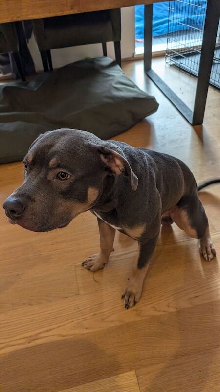 🌟 Adorable Staffy Cross Puppy Seeking His Forever Home 🌟 for sale in Ladbroke, Warwickshire