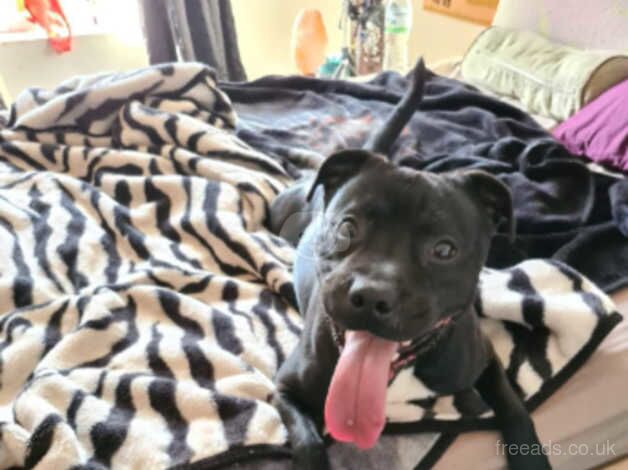 Adorable Staffy for sale in Doncaster, South Yorkshire