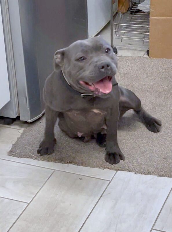 ADULT FEMALE STAFFY for sale in Birmingham, West Midlands - Image 1