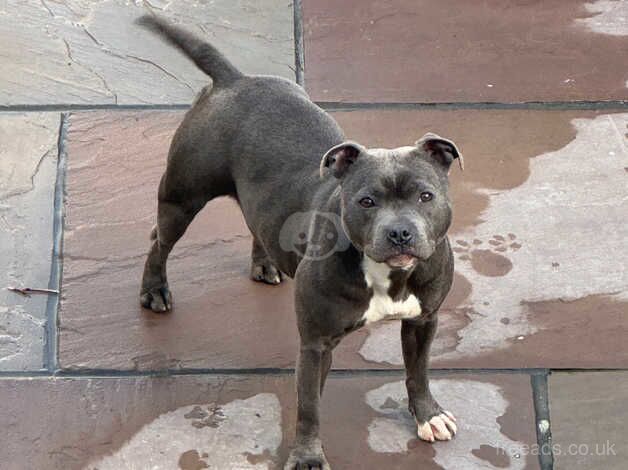 Amazing head turner blue Staffy female for sale in Crewe, Cheshire - Image 1