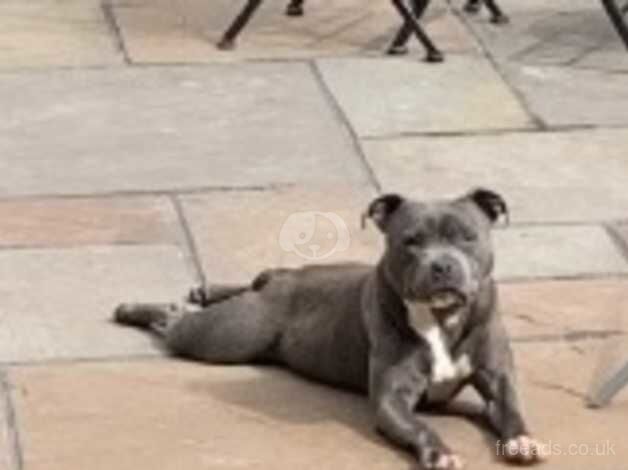 Amazing head turner blue Staffy female for sale in Crewe, Cheshire - Image 2