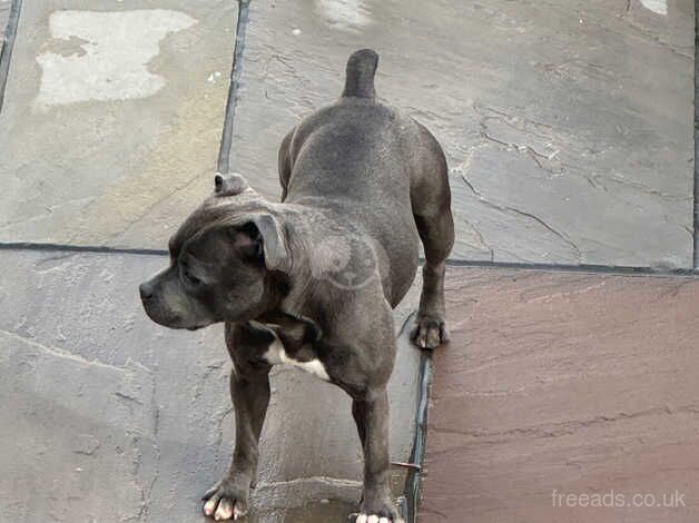 Amazing head turner blue Staffy female for sale in Crewe, Cheshire - Image 3