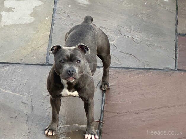 Amazing head turner blue Staffy female for sale in Crewe, Cheshire - Image 4