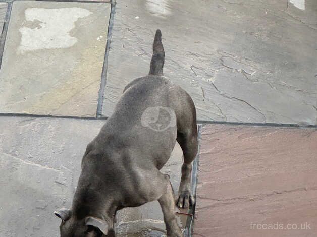 Amazing head turner blue Staffy female for sale in Crewe, Cheshire - Image 5